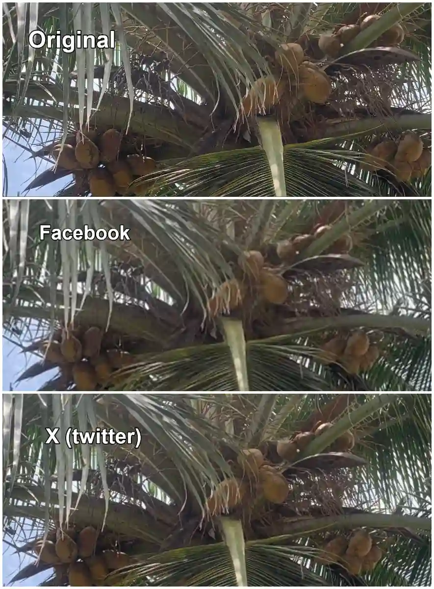 Matching 100 percent crops of the same detailed area of Photo 1, original on the left, Facebook copy in the middle, X copy on the right